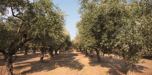 PIANO OLIVICOLO, FIORILLO (ALLEANZA COOPERATIVE): SICURI NEL RILANCIO DELL’OLIVICOLTURA SE FONDI USATI SOLO NELL’OTTICA DELLA RAZIONALIZZAZIONE